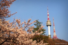 2010.04 남산공원